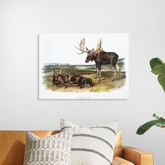 "Moose Deer (Servus alces)", John Woodhouse Audubon