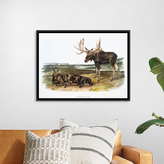 "Moose Deer (Servus alces)", John Woodhouse Audubon