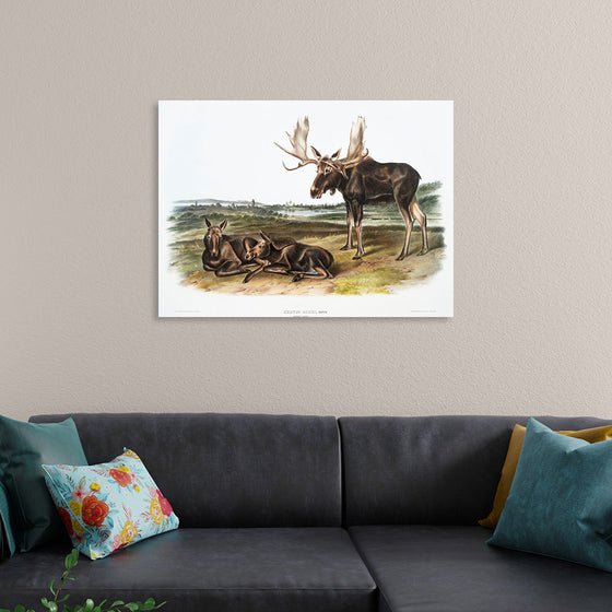 "Moose Deer (Servus alces)", John Woodhouse Audubon