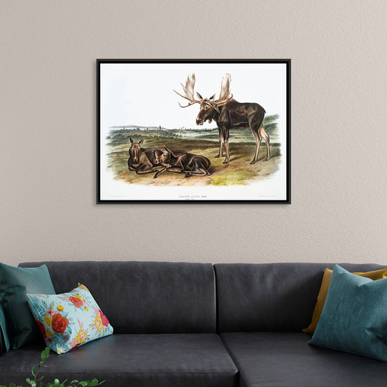 "Moose Deer (Servus alces)", John Woodhouse Audubon