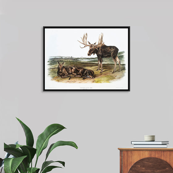 "Moose Deer (Servus alces)", John Woodhouse Audubon