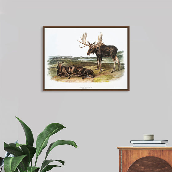 "Moose Deer (Servus alces)", John Woodhouse Audubon