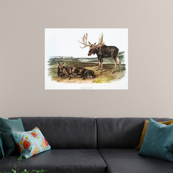 "Moose Deer (Servus alces)", John Woodhouse Audubon