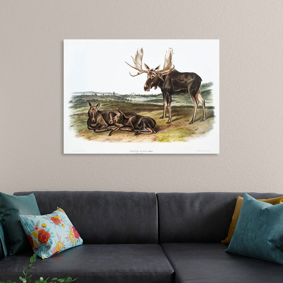 "Moose Deer (Servus alces)", John Woodhouse Audubon