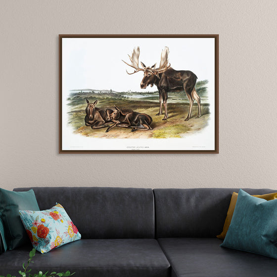 "Moose Deer (Servus alces)", John Woodhouse Audubon