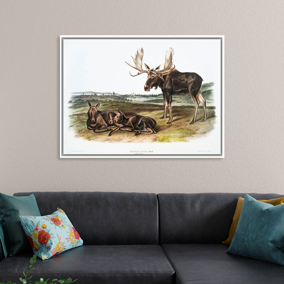 "Moose Deer (Servus alces)", John Woodhouse Audubon