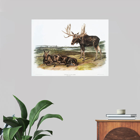 "Moose Deer (Servus alces)", John Woodhouse Audubon