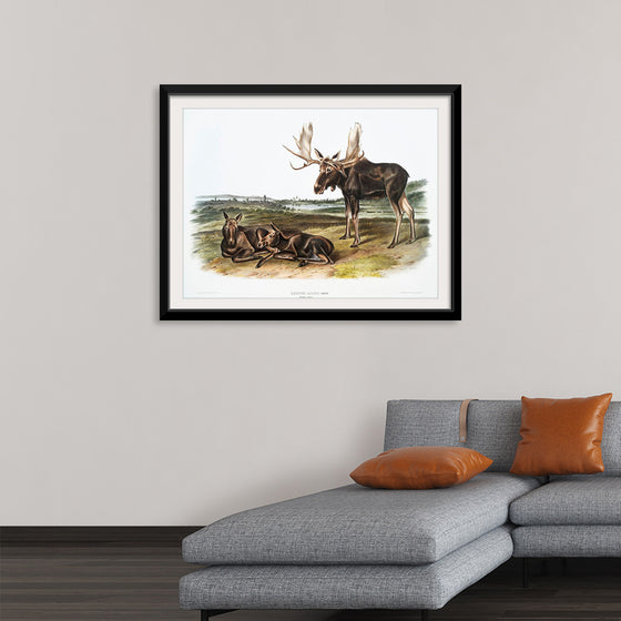 "Moose Deer (Servus alces)", John Woodhouse Audubon