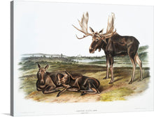  John Woodhouse Audubon's Moose Deer (Servus alces) from The Viviparous Quadrupeds of North America (1845) tunning and iconic depiction of this majestic creature. Audubon's mastery of detail and his ability to capture the animal's movement and power are evident in every brushstroke.