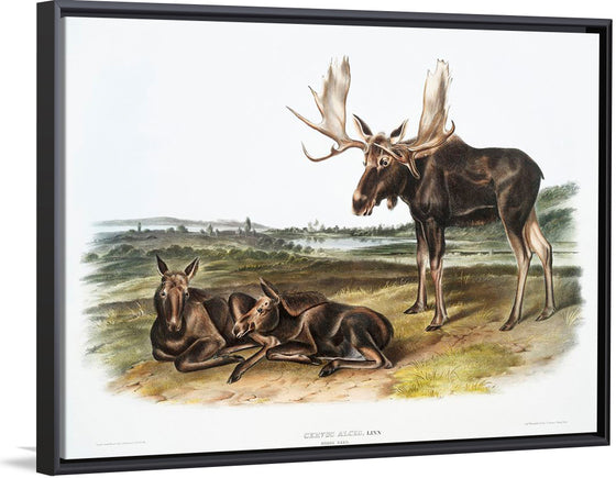 "Moose Deer (Servus alces)", John Woodhouse Audubon