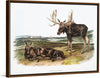 "Moose Deer (Servus alces)", John Woodhouse Audubon