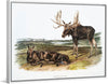 "Moose Deer (Servus alces)", John Woodhouse Audubon