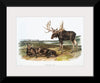 "Moose Deer (Servus alces)", John Woodhouse Audubon