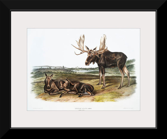 "Moose Deer (Servus alces)", John Woodhouse Audubon