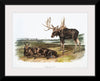 "Moose Deer (Servus alces)", John Woodhouse Audubon