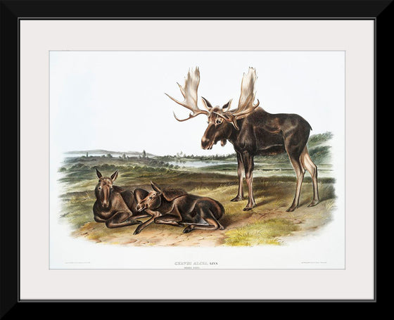 "Moose Deer (Servus alces)", John Woodhouse Audubon