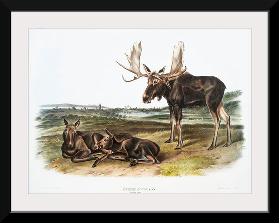 "Moose Deer (Servus alces)", John Woodhouse Audubon