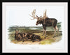 "Moose Deer (Servus alces)", John Woodhouse Audubon