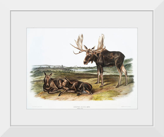 "Moose Deer (Servus alces)", John Woodhouse Audubon