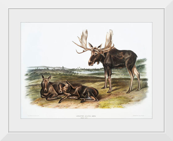 "Moose Deer (Servus alces)", John Woodhouse Audubon