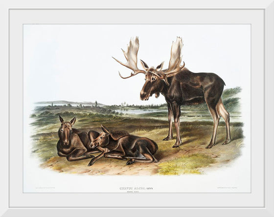 "Moose Deer (Servus alces)", John Woodhouse Audubon