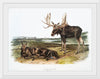 "Moose Deer (Servus alces)", John Woodhouse Audubon