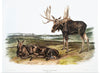 "Moose Deer (Servus alces)", John Woodhouse Audubon