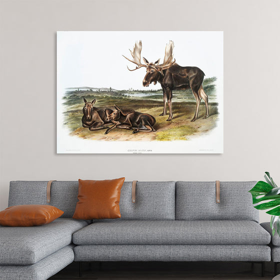 "Moose Deer (Servus alces)", John Woodhouse Audubon