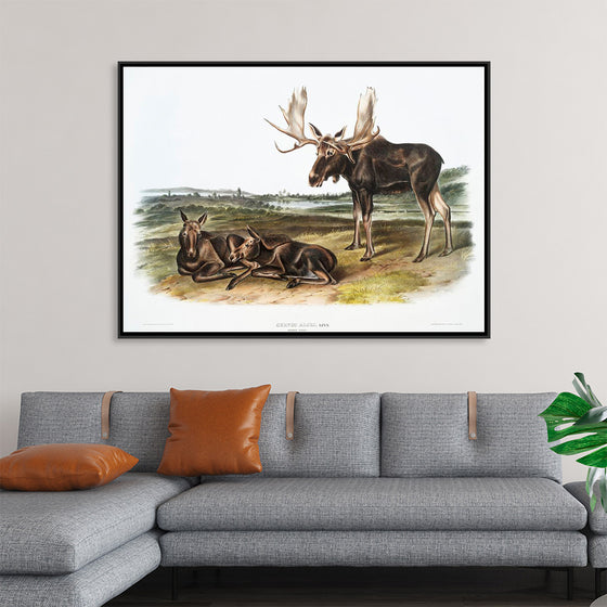 "Moose Deer (Servus alces)", John Woodhouse Audubon