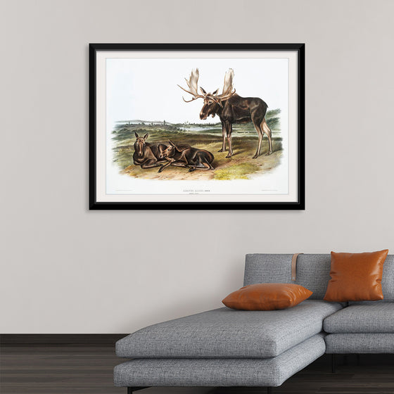 "Moose Deer (Servus alces)", John Woodhouse Audubon