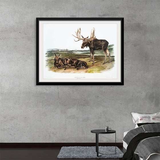 "Moose Deer (Servus alces)", John Woodhouse Audubon