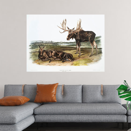 "Moose Deer (Servus alces)", John Woodhouse Audubon