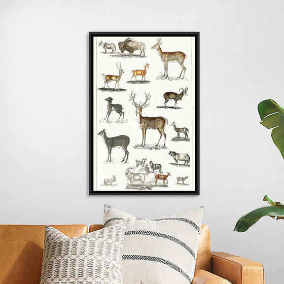 "Collection of Animal with Antlers", Oliver Goldsmith