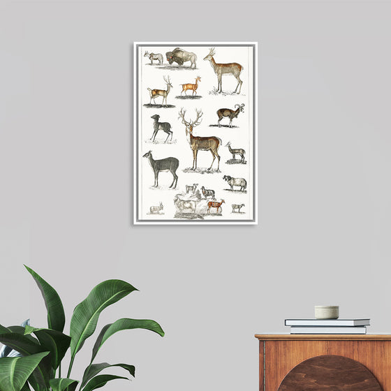 "Collection of Animal with Antlers", Oliver Goldsmith