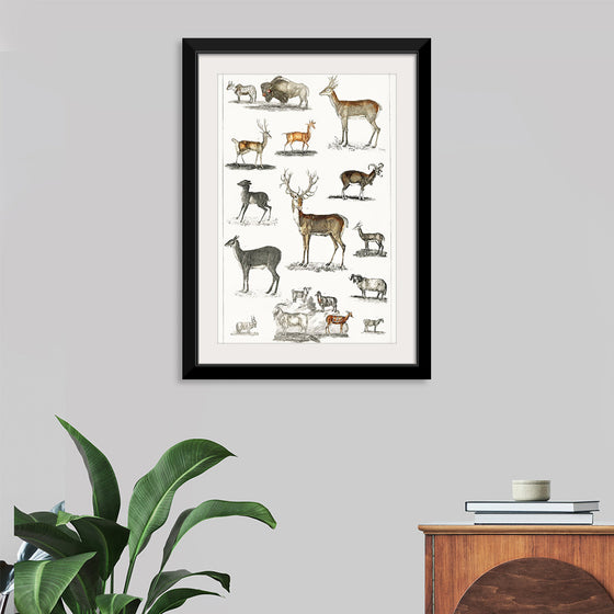 "Collection of Animal with Antlers", Oliver Goldsmith