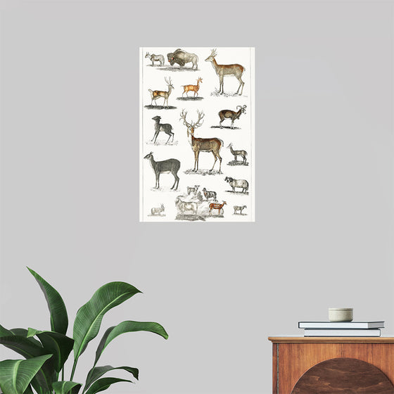 "Collection of Animal with Antlers", Oliver Goldsmith