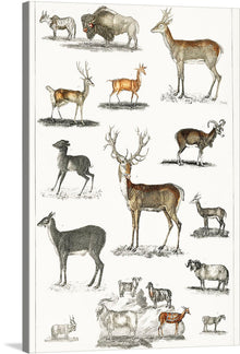  “Collection of animal with antlers” by Oliver Goldsmith is a beautiful print that showcases the diversity of the animal kingdom. The print features a variety of animals with antlers, including deer, elk, and moose, in a range of poses and sizes. 