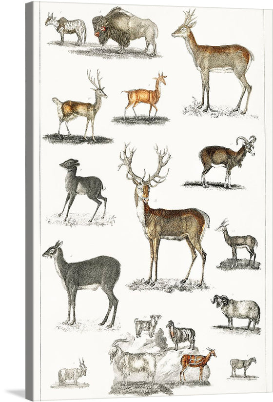 “Collection of animal with antlers” by Oliver Goldsmith is a beautiful print that showcases the diversity of the animal kingdom. The print features a variety of animals with antlers, including deer, elk, and moose, in a range of poses and sizes. 