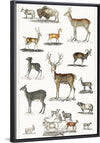 "Collection of Animal with Antlers", Oliver Goldsmith