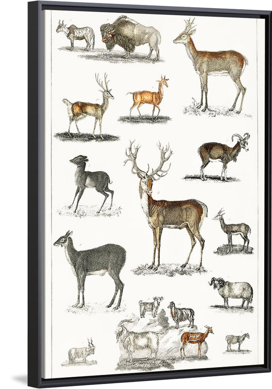 "Collection of Animal with Antlers", Oliver Goldsmith