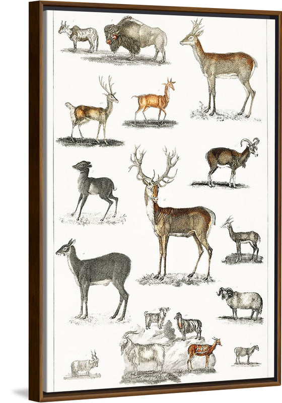 "Collection of Animal with Antlers", Oliver Goldsmith