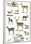 "Collection of Animal with Antlers", Oliver Goldsmith