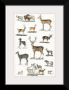 "Collection of Animal with Antlers", Oliver Goldsmith