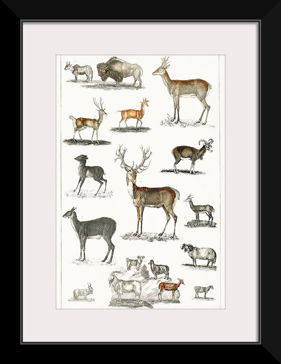 "Collection of Animal with Antlers", Oliver Goldsmith