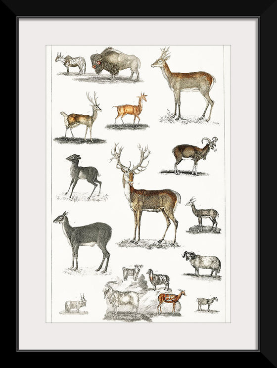 "Collection of Animal with Antlers", Oliver Goldsmith