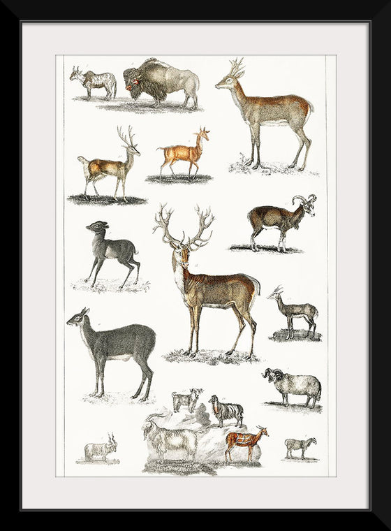 "Collection of Animal with Antlers", Oliver Goldsmith