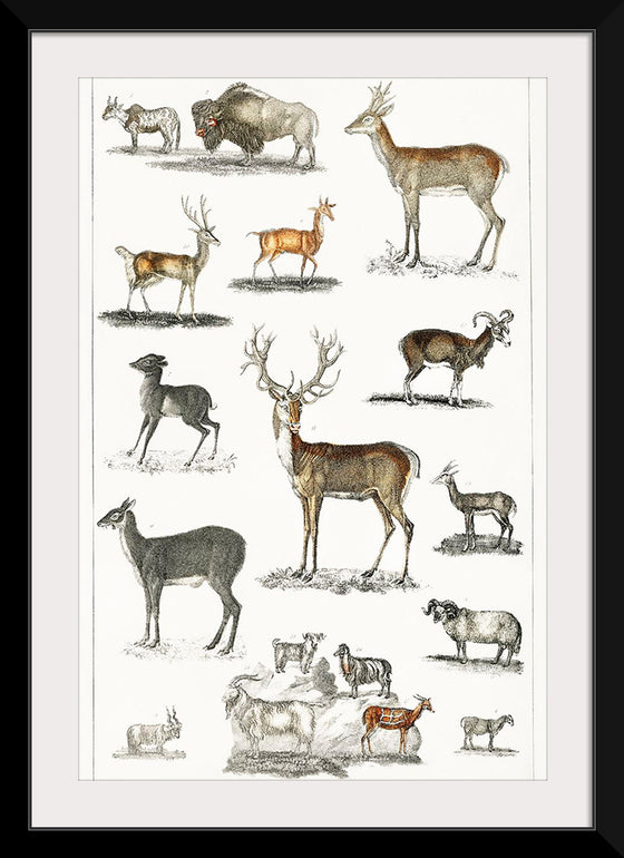 "Collection of Animal with Antlers", Oliver Goldsmith