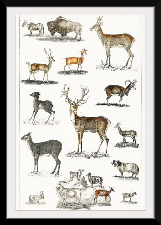 "Collection of Animal with Antlers", Oliver Goldsmith