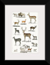 "Collection of Animal with Antlers", Oliver Goldsmith