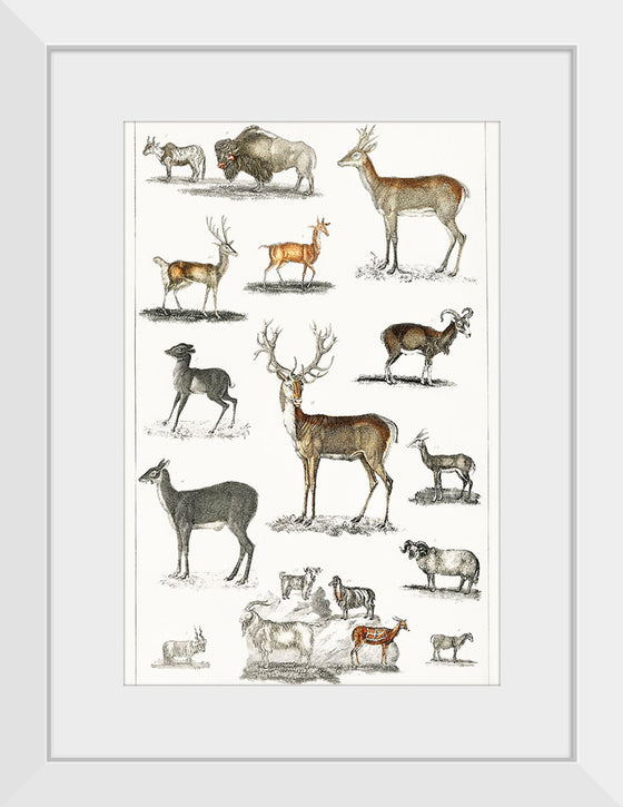 "Collection of Animal with Antlers", Oliver Goldsmith